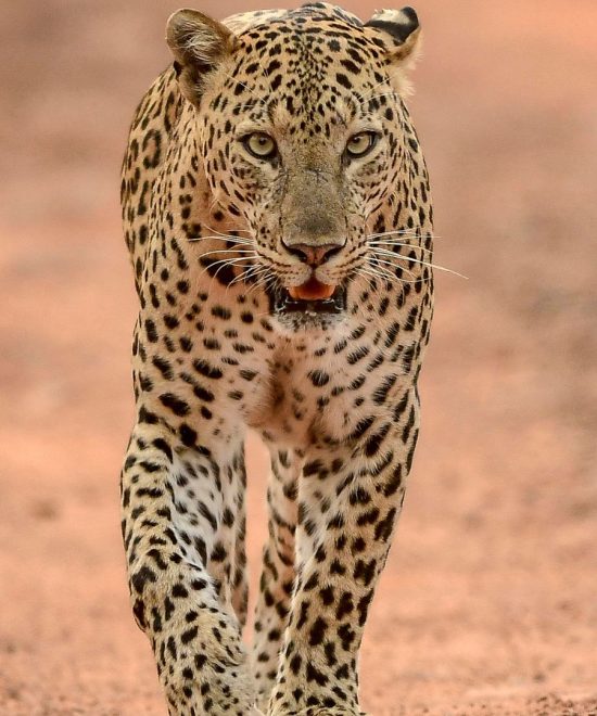 Safari de 10 días Big Five y Zanzíbar