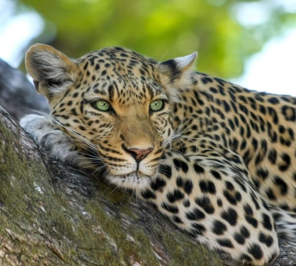 Leopardo safari familia Tanzania