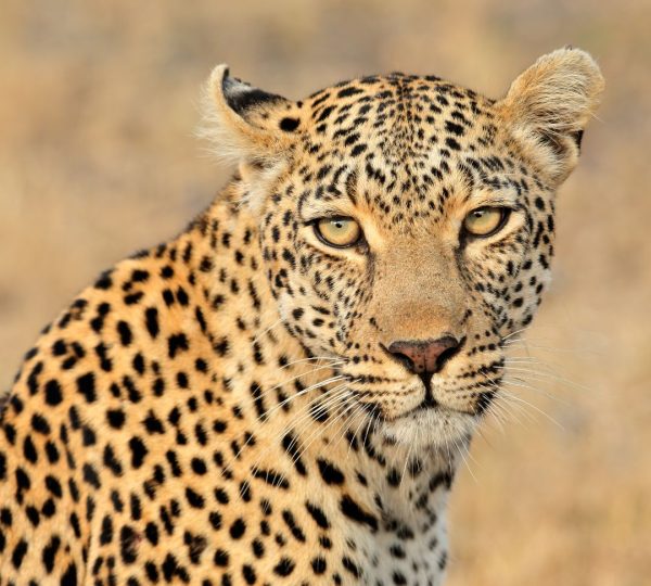 Leopardo de Tanzania