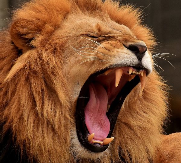 Lion de Tanzania