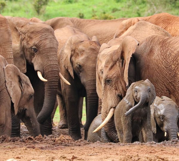 Familia de elefantes en safari privado