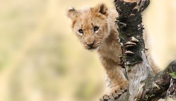 Safari Privado Espíritu de Tanzania