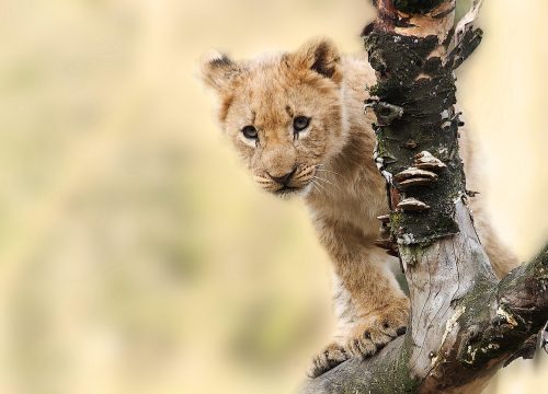 Safari Privado Espíritu de Tanzania