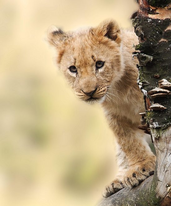Safari Privado Espíritu de Tanzania