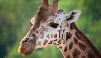 Safari Karibuni 9 días