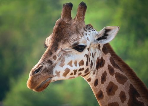 Safari Karibuni 9 días