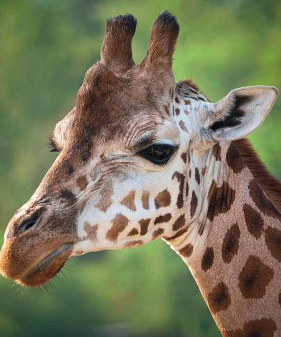 Safari Karibuni 9 días