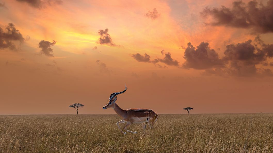 Antílopes del parque Serengeti en Tanzania