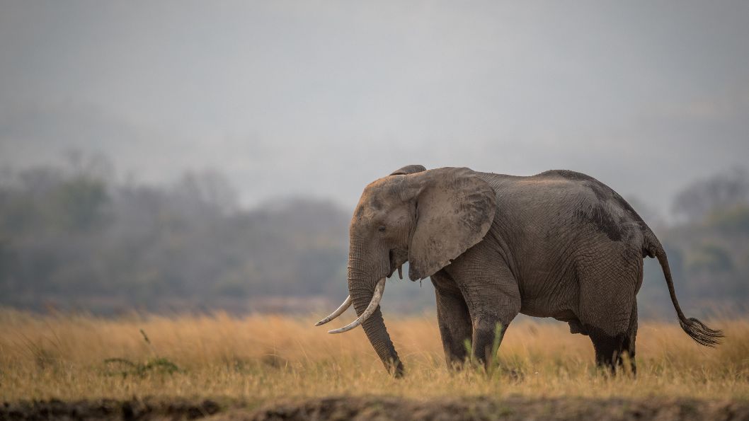 Elefante del Serengeti