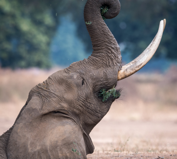 Elefante de Tanzania