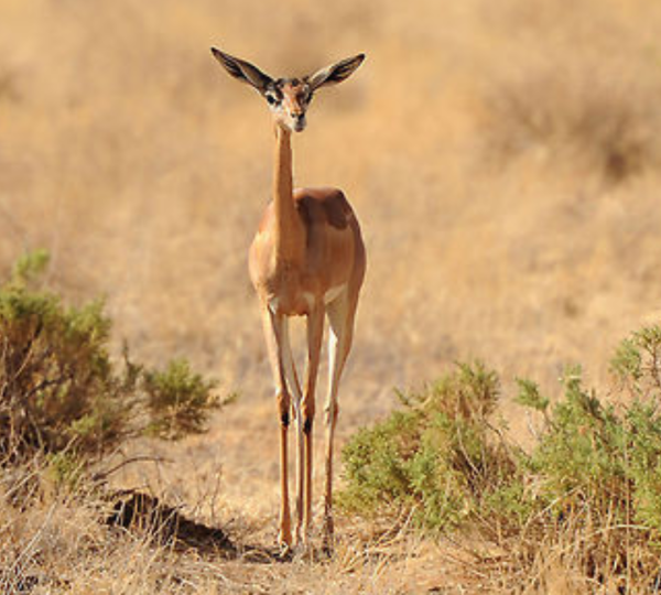 Gerenuk
