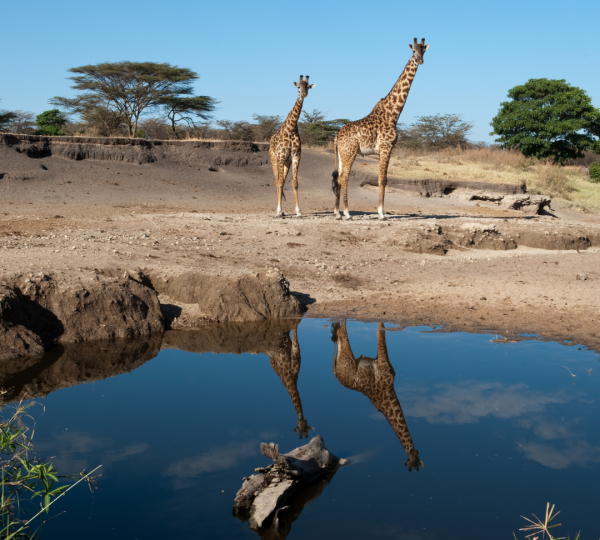 Girafes en Tanzania