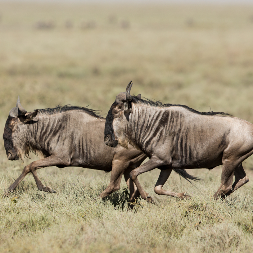 Migración en Ndutu