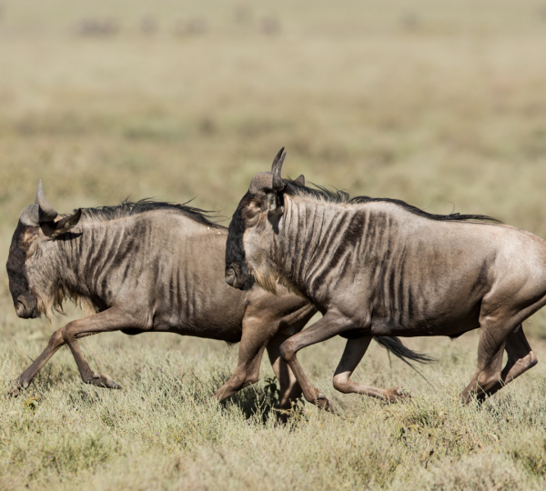 Migración en Ndutu