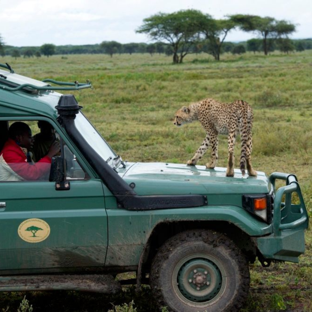 Safari en Tanzania