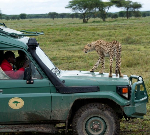 Safari en Tanzania