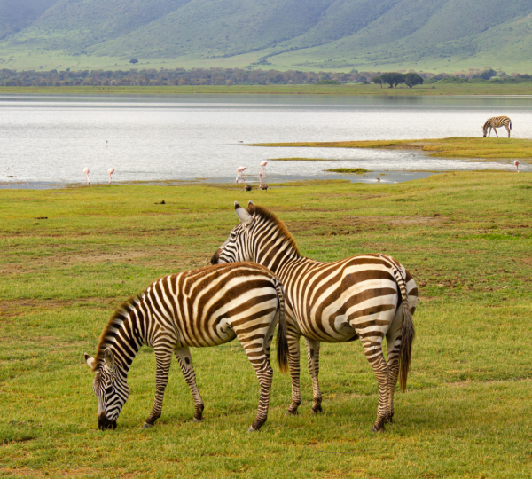 Cebras del cráter del Ngorongoro