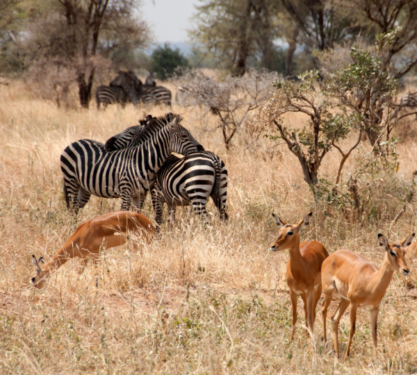 Cebras y antílopes de Tanzania