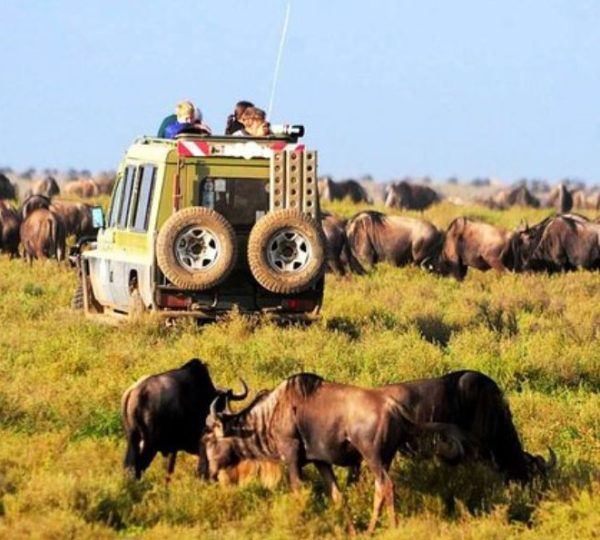 parque de Manyara búfalos