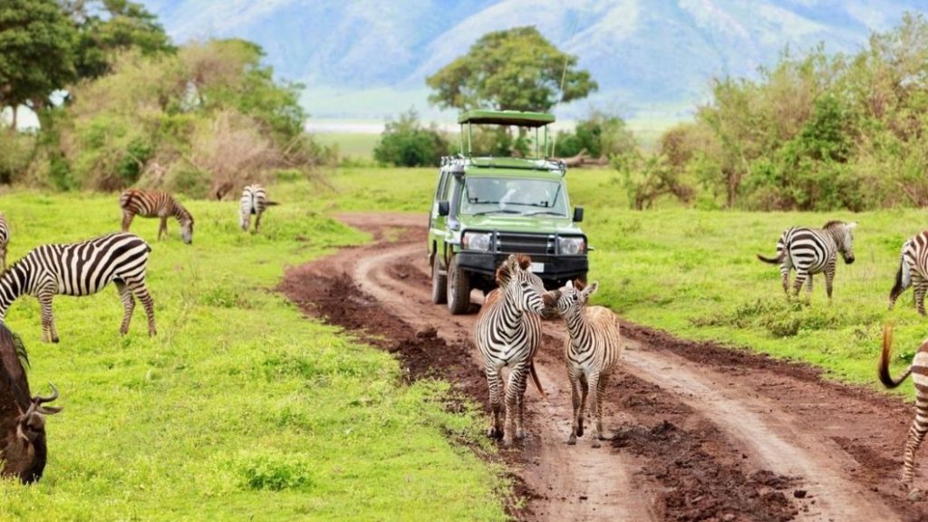 parque de Manyara cebra