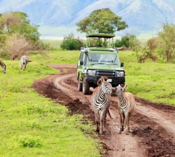parque de Manyara cebra