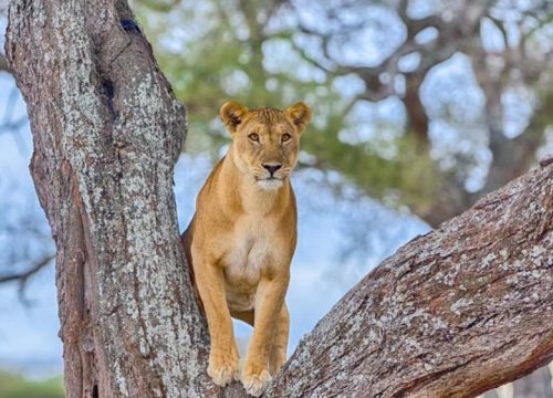 Safari de Saadani de 2 días