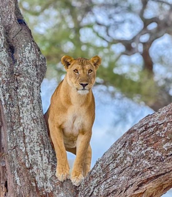 Safari de Saadani de 2 días